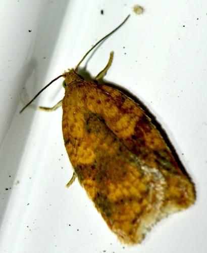 Acleris sp.